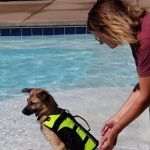 Uptown Hounds: Johnson Mindy DVM