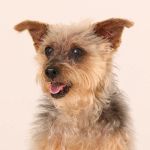 Broadway Veterinary Clinic
