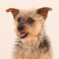 Broadway Veterinary Clinic ico
