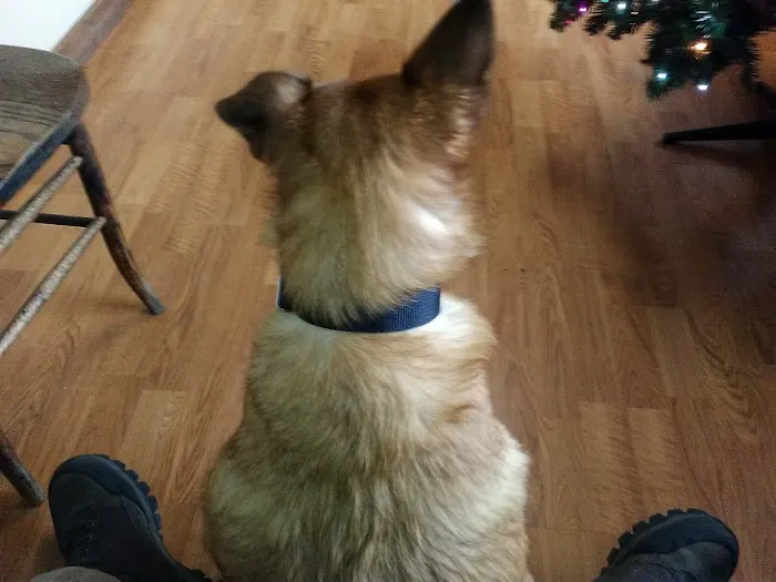 Bluegrass Veterinary Clinic Picture 4