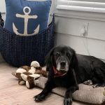 Boston Road Animal Clinic