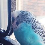 Clays Mill Veterinary Clinic