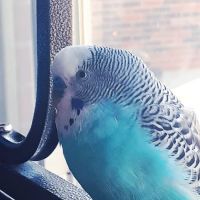 Clays Mill Veterinary Clinic ico