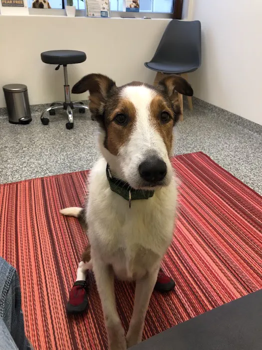 PetVet365 Pet Hospital Lexington/Harrodsburg Rd Picture 8