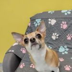 PetVet365 Pet Hospital Lexington/Harrodsburg Rd