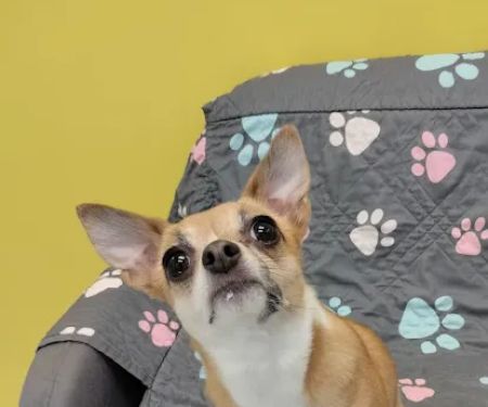 PetVet365 Pet Hospital Lexington/Harrodsburg Rd