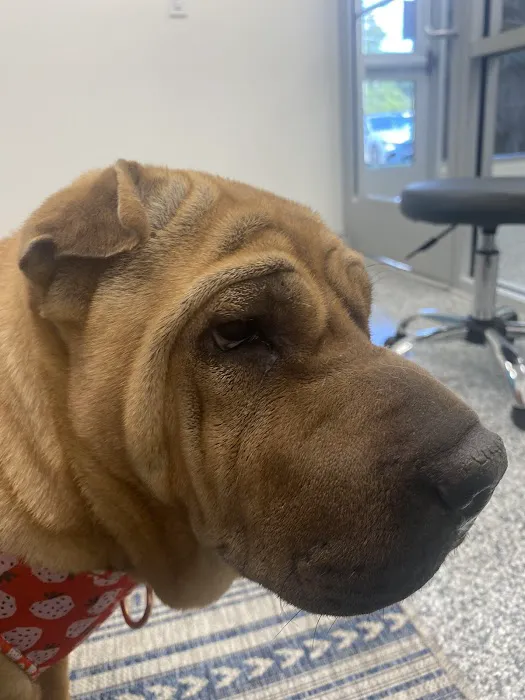 PetVet365 Pet Hospital Lexington/Harrodsburg Rd Picture 10
