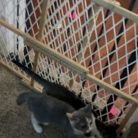 Most Valuable Pets ico
