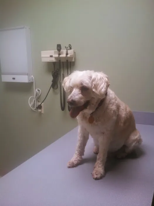 Regency Animal Hospital Picture 2