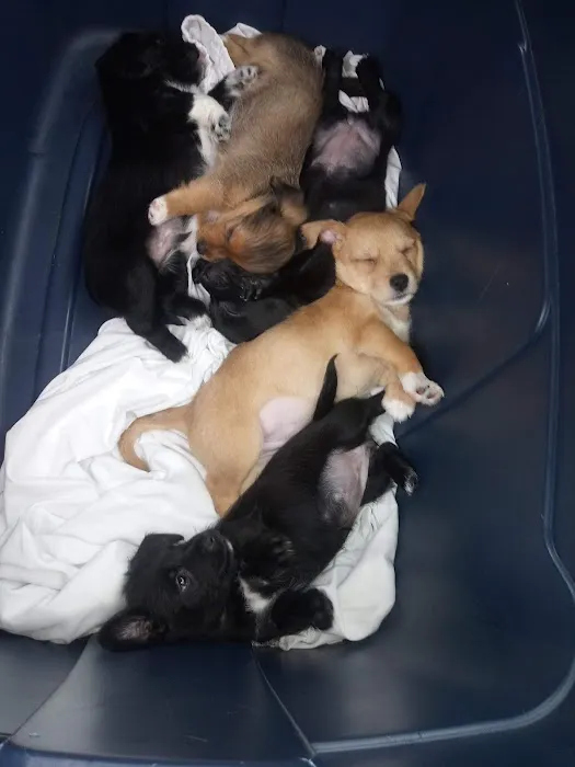 Woodstock Spay & Neuter Clinic Picture 4