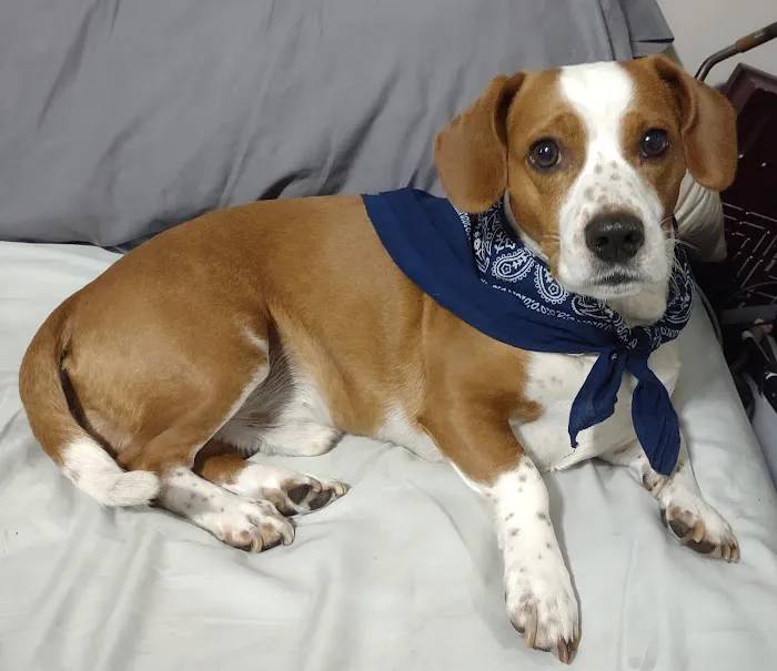 Woodstock Spay & Neuter Clinic Picture 3
