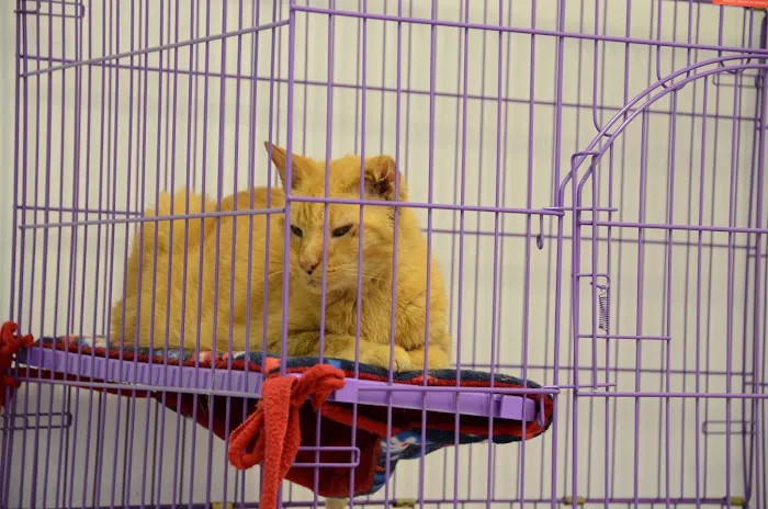Woodstock Spay & Neuter Clinic Picture 9