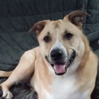 Animal Dermatology Clinic ico