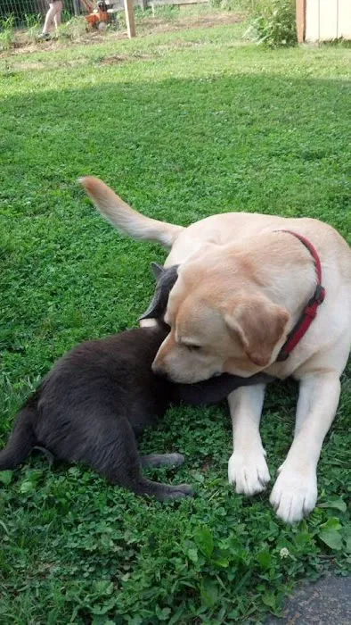 MedVet Lexington Picture 5