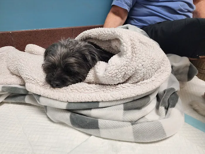 MedVet Lexington Picture 6