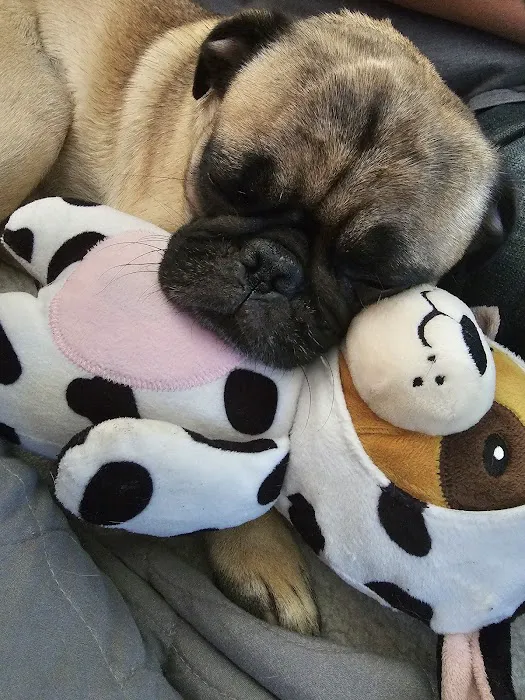 Kentucky Paws Animal Hospital Picture 3