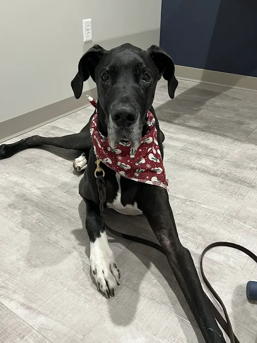 Kentucky Paws Animal Hospital Picture 8