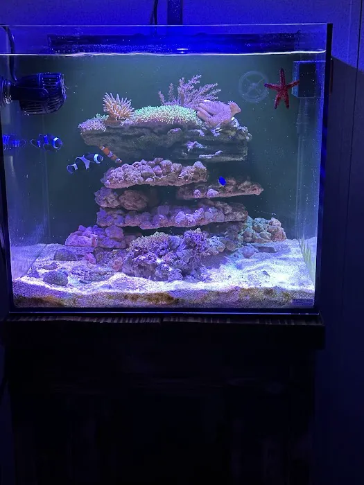 Reef Life Aquatics Picture 8
