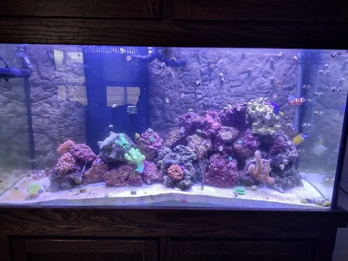 Reef Life Aquatics Picture 10