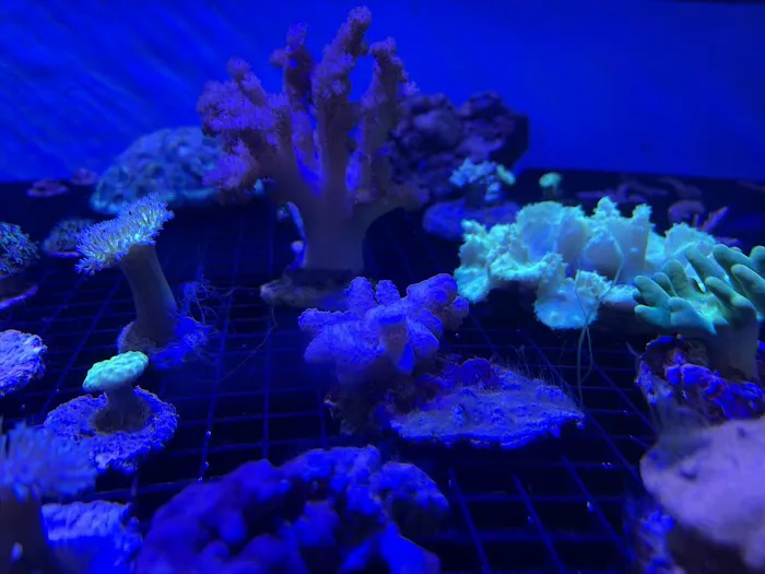 Reef Life Aquatics Picture 3