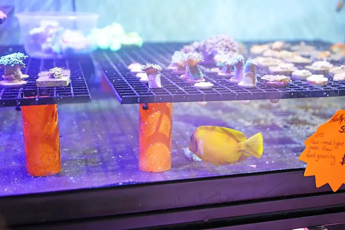 Reef Life Aquatics Picture 1
