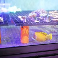 Reef Life Aquatics ico