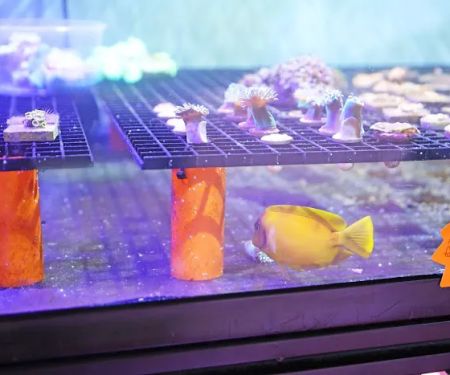 Reef Life Aquatics