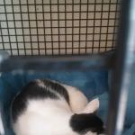 Petco