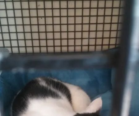 Petco