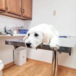 Mt Healthy Animal Hospital