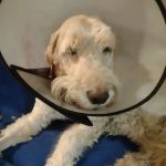 Colerain Animal Clinic: Lies J Michael DVM