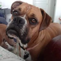Camden Veterinary Services ico