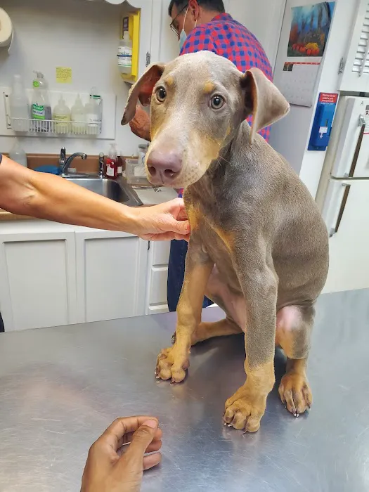 Camden Veterinary Services Picture 5