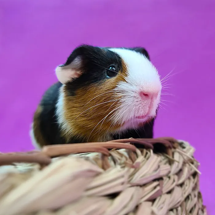 Petland Richmond Picture 7