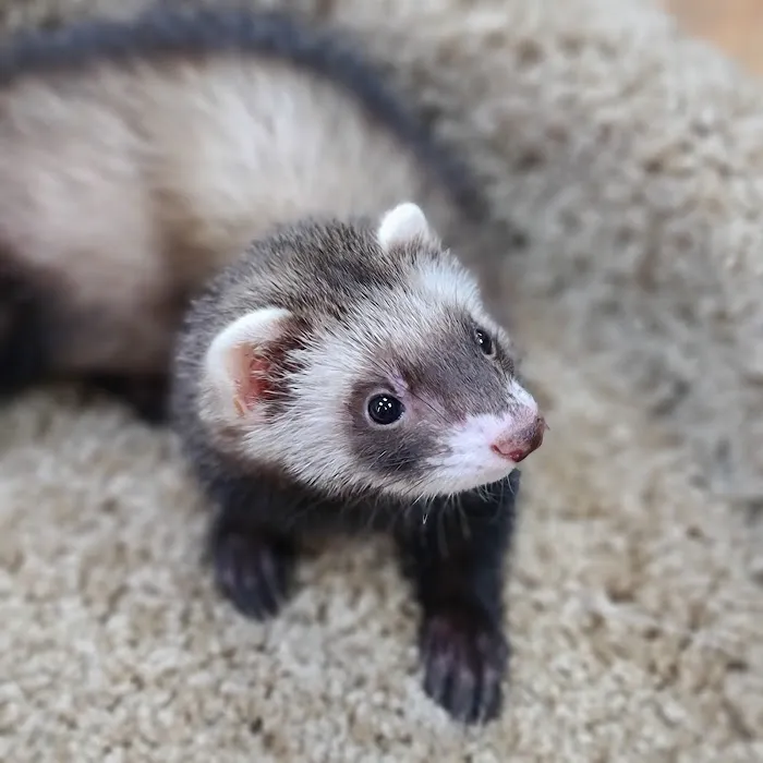 Petland Richmond Picture 9