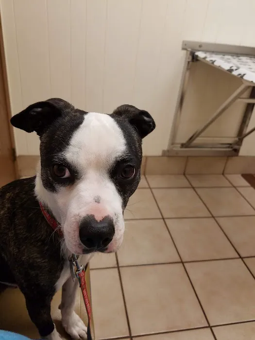 Town and Country Veterinary Clinic Picture 1