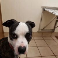 Town and Country Veterinary Clinic ico