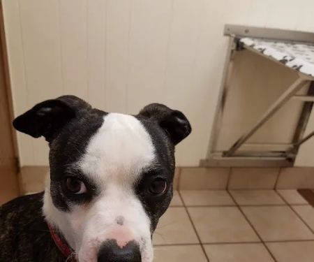 Town and Country Veterinary Clinic