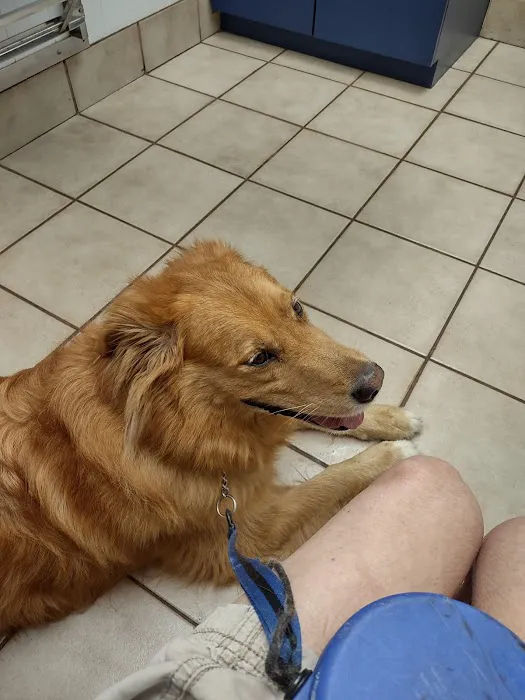Town and Country Veterinary Clinic Picture 4