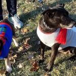 Creature Comforts Veterinary