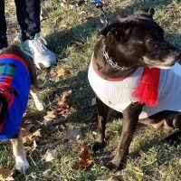 Creature Comforts Veterinary ico