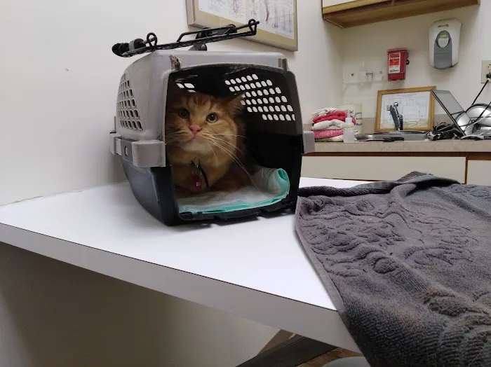 Creature Comforts Veterinary Picture 4