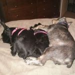 Agri-Pet Veterinary Services: Kraushar D J DVM