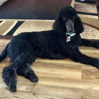 Agri-Pet Veterinary Service ico