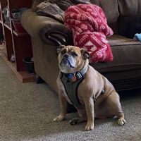 West Side Animal Clinic ico