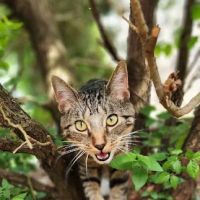 Brookside Animal Hospital ico