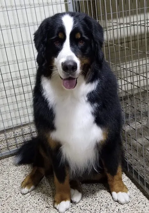 Brookside Animal Hospital Picture 9