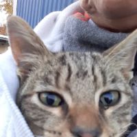 Kurtz Veterinary Clinic ico