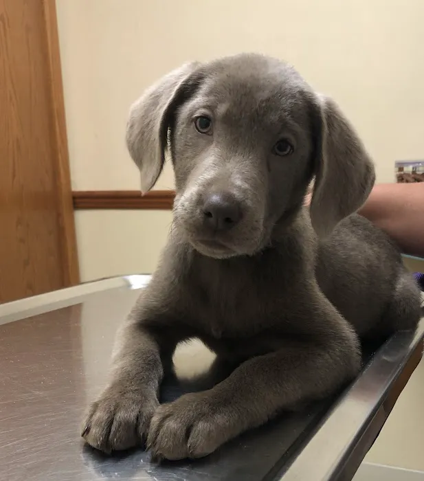Mt. Comfort Animal Hospital Picture 2