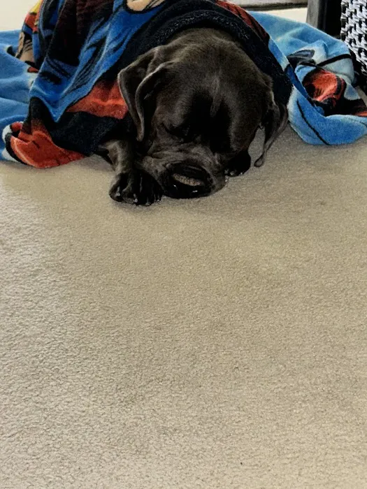 Mt. Comfort Animal Hospital Picture 1